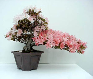 63 - Plante Bonsai