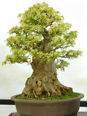 64 - Plante Bonsai