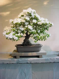 73 - Plante Bonsai