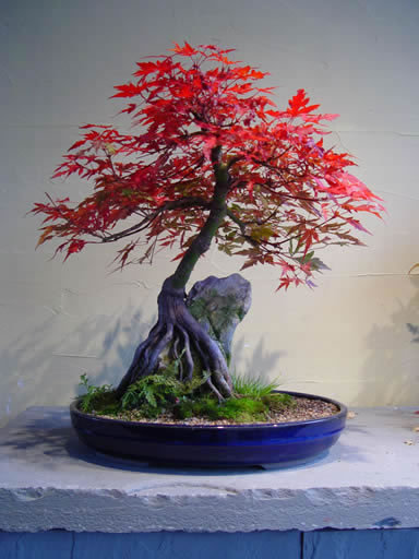 75 - Plante Bonsai