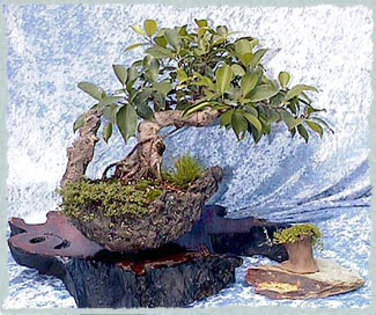 77 - Plante Bonsai
