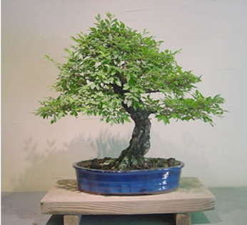 80 - Plante Bonsai