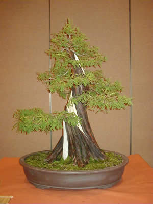 81 - Plante Bonsai