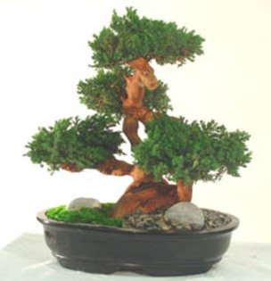 107375 - Plante Bonsai