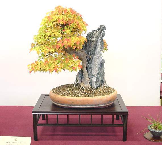 Acer buergerianum1