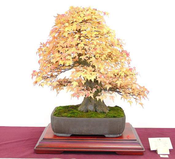 Acer buergerianum2