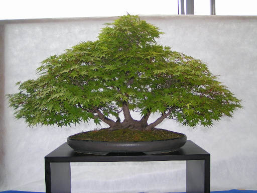 acer japonica 6