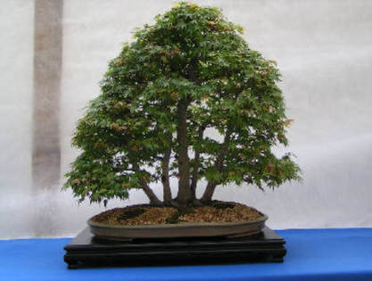 acer palmatum - Plante Bonsai