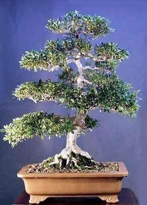 azalea902 - Plante Bonsai