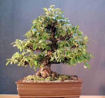 azaleat602 - Plante Bonsai