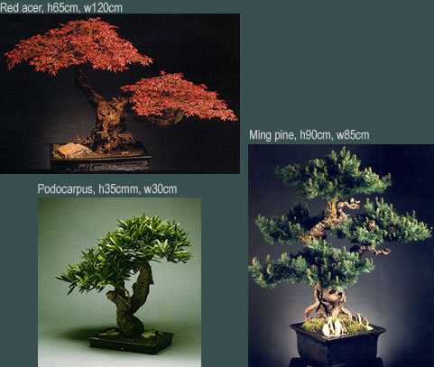 bonsai-trees