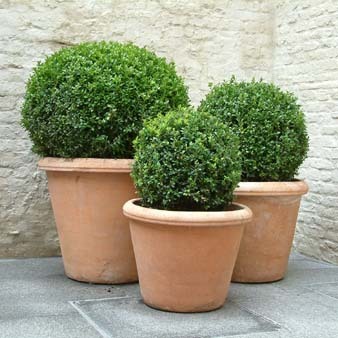buxus_bol