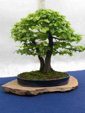 carpinus betulus3