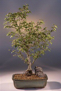 carpinus coreana