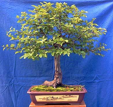 carpinus orientalis%