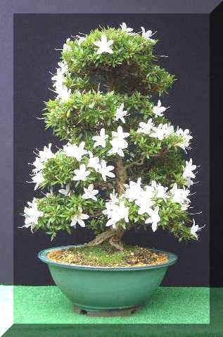 Copie a 5_Satsuki_Ungetsu