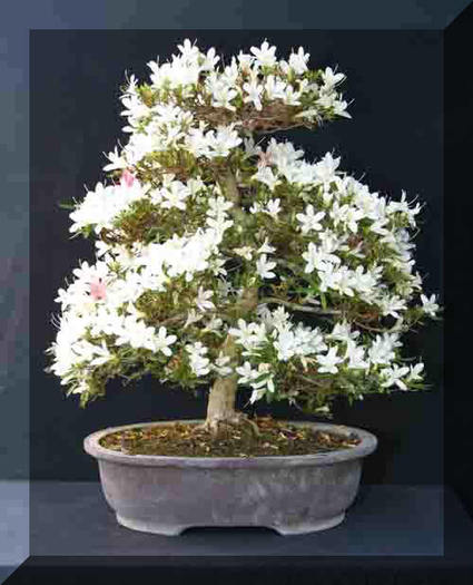 Copie a 12%20Sat%20Hakurin