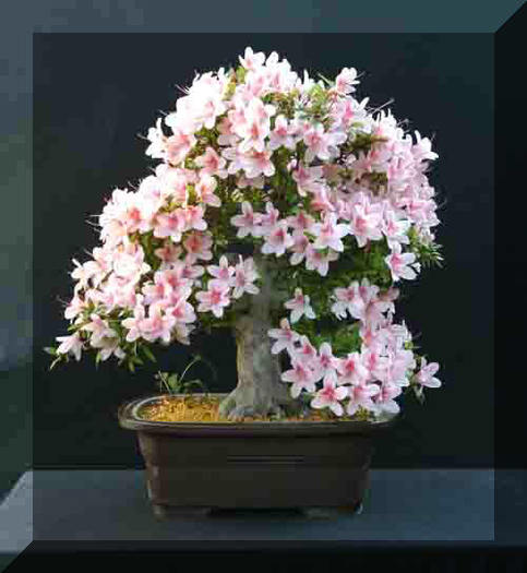 Copie a 12%20Sat%20Nyohzan - Plante Bonsai