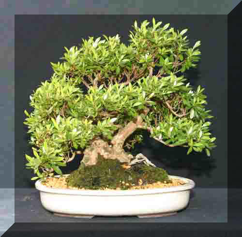 Copie a 12%20Satsuki