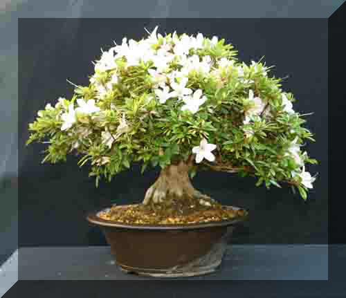 Copie a 12%20Shinju-no-Hikari