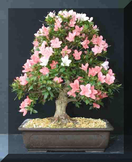 Copie a 14%20Miho-no-Hana