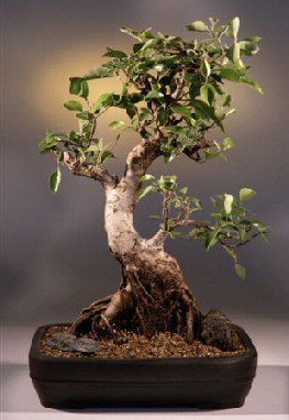 Ficus Retusa 2