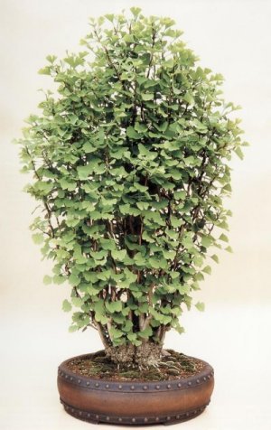 Ginkgo biloba2