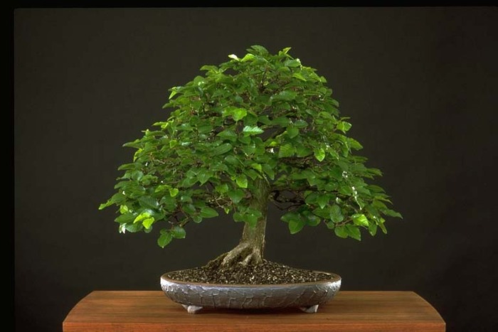 IBCl016l - Plante Bonsai