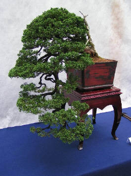 juniperus chinensis7