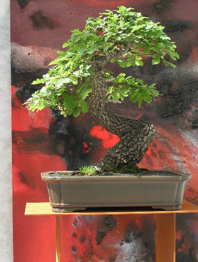 quercus pudescens - strej pufos