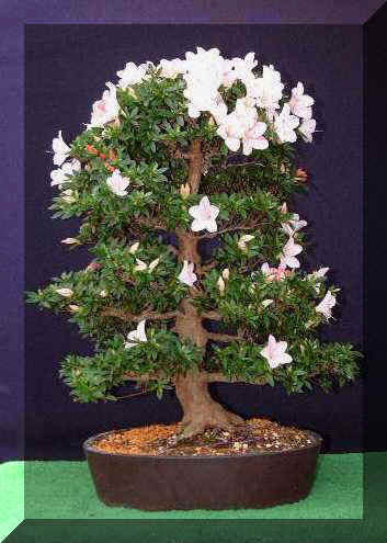 Satsuki_Sachi-no-Hikari