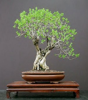 Syringa vulgaris _liliac - Plante Bonsai