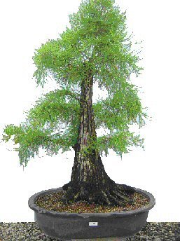 taxodium distichum - Plante Bonsai