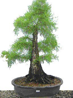 taxodium distichum
