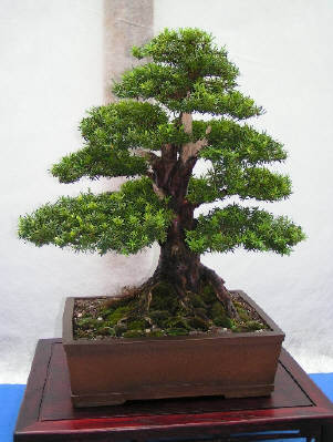 taxus