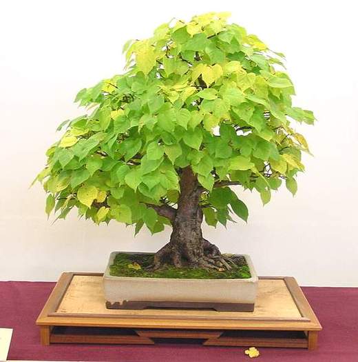 Tilia playhyllos - Plante Bonsai