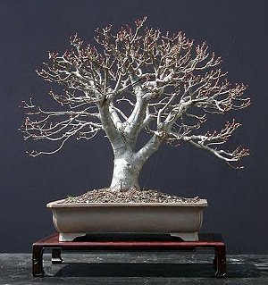 Tilia%20platiphyllum - Plante Bonsai