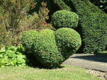 topiary9 - Plante Bonsai