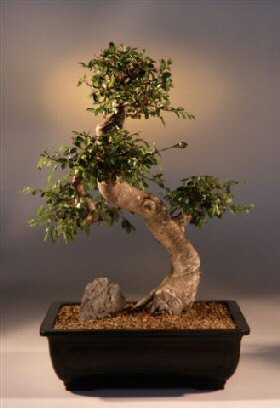 ulmus parvifolia - Plante Bonsai