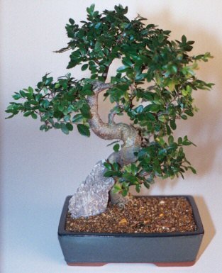 Ulmus Parvifolia) - Plante Bonsai