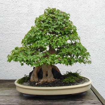 13 - Plante Bonsai