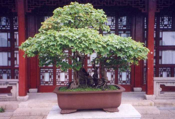15 - Plante Bonsai