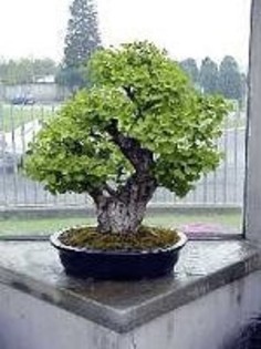 17 - Plante Bonsai