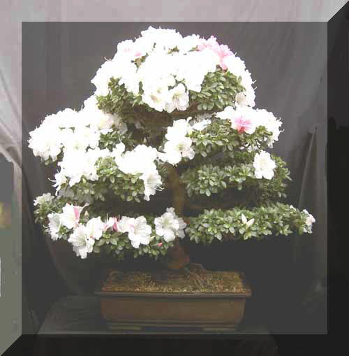 20 - Plante Bonsai