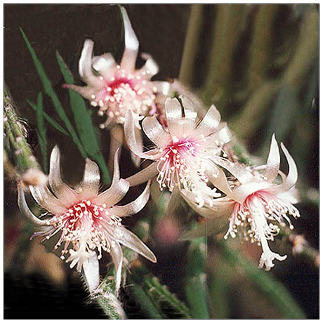 77_erythrorhipsalis_pilocarpa - Plante Cactaceae