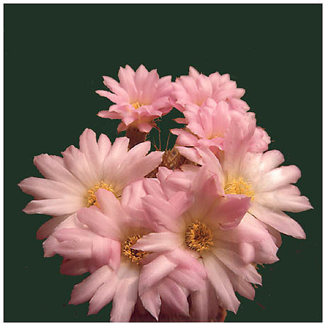 80acanthocalycium_violaceum