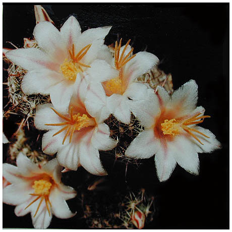 116_mammillaria_thornberi - Plante Cactaceae