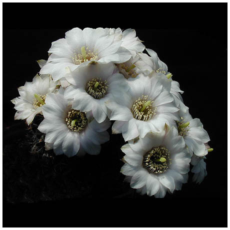 120_gymnocalycium_multiflorum