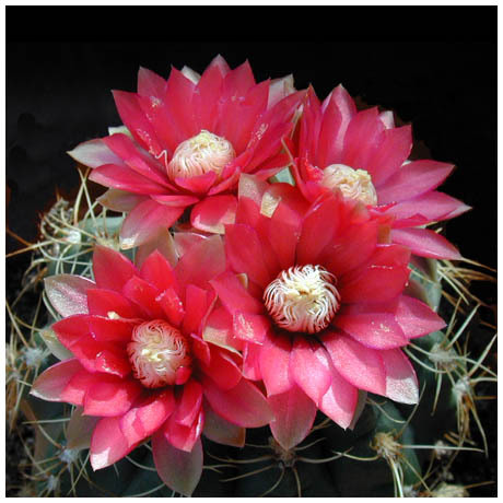 133_gymnocalycium_baldianum