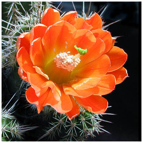 134echinocereus_coccineus - Plante Cactaceae